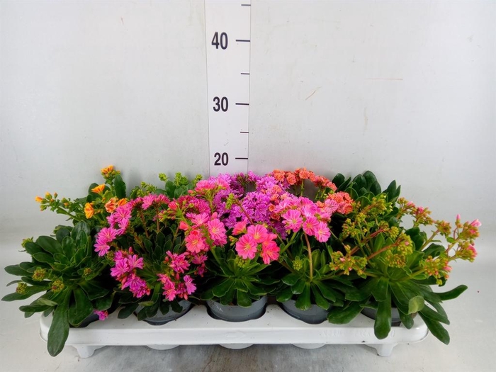 <h4>Lewisia  'Mountain Dreams'   ...mix</h4>