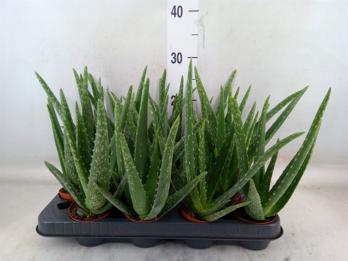 <h4>Aloe vera</h4>