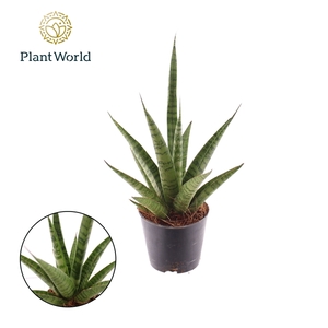 Sansevieria 'trifciata' Pineapple P8,5