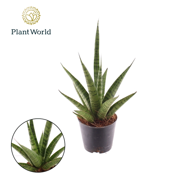 <h4>Sansevieria 'trifciata' Pineapple P8,5</h4>