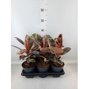 Ficus elastica 'Belize'