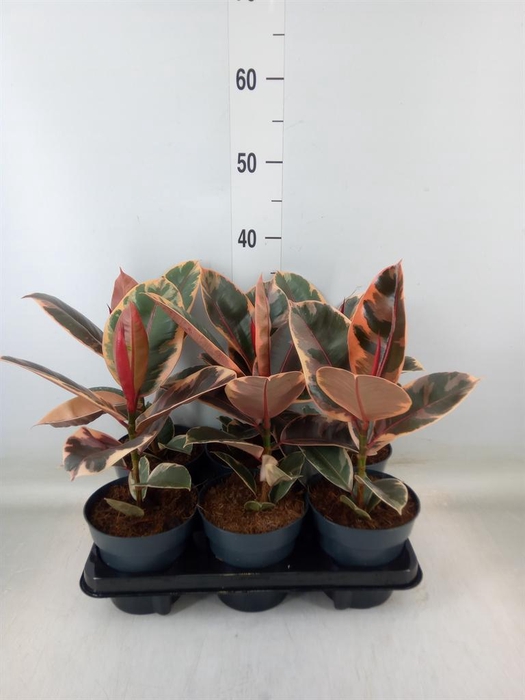 <h4>Ficus elastica 'Belize'</h4>