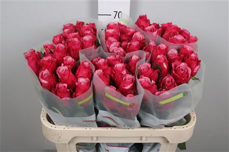 <h4>R Gr Elewana</h4>