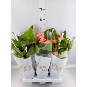 Anthurium andr. 'FC Festivo Lux'