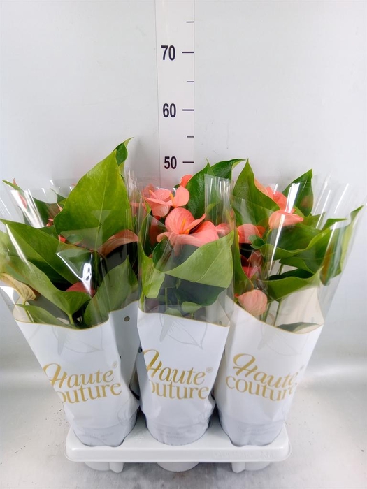 <h4>Anthurium andr. 'FC Festivo Lux'</h4>