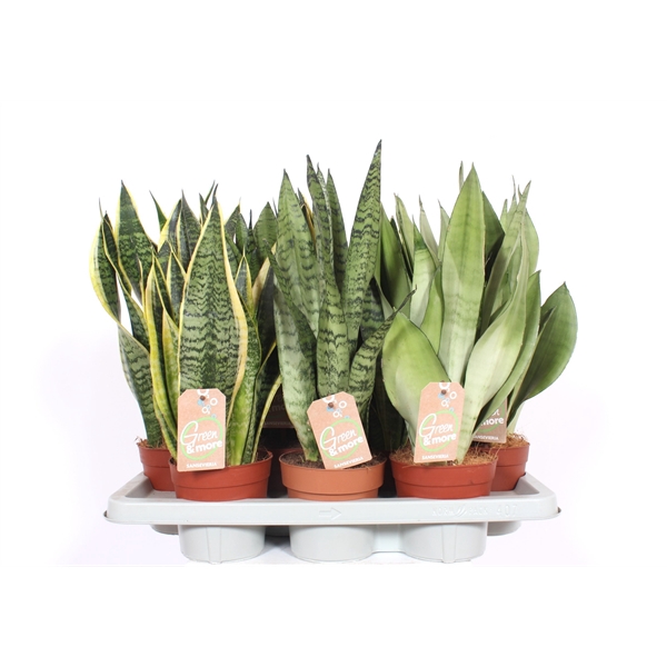 <h4>Sansevieria mix</h4>