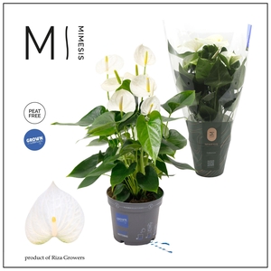 Mimesis Anthurium KARMA White Compact - 17cm