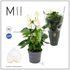 Mimesis Anthurium KARMA White Compact - 17cm