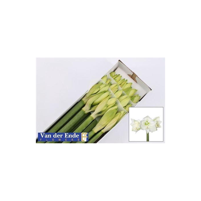 <h4>Hipp Ga Mont Blanc</h4>