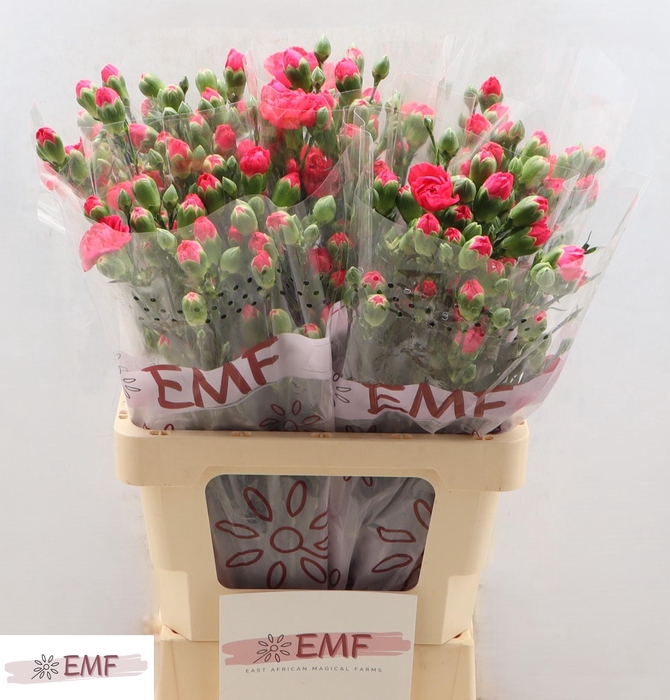 <h4>DI TR WEEKEND</h4>