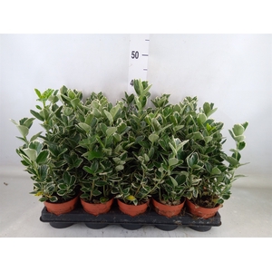 Euonymus fortunei 'Silver Queen'