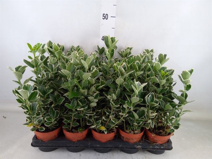 <h4>Euonymus fortunei 'Silver Queen'</h4>