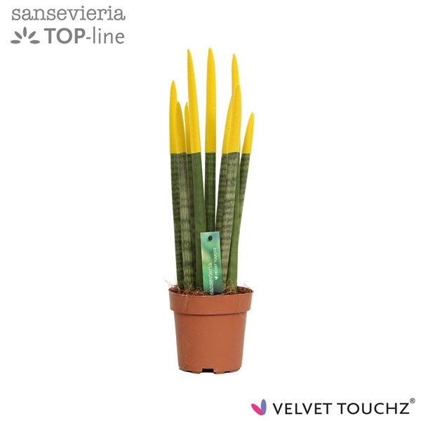 <h4>Sansevieria VELVET TOUCHZ® Geel</h4>