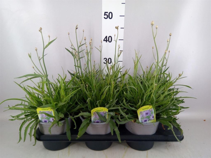 <h4>Catananche caerulea   ...</h4>