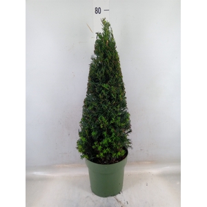 Taxus   ...