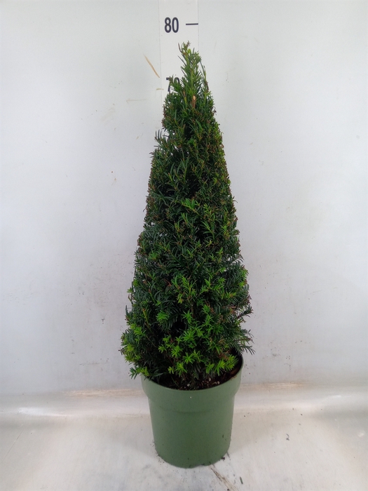 <h4>Taxus   ...</h4>