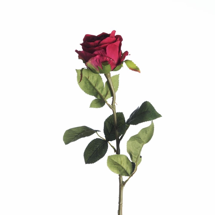 <h4>Af Rosa L68cm Beauty</h4>