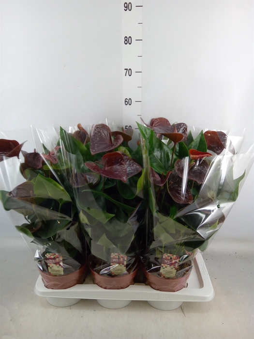 <h4>Anthurium andr. 'Essencia'</h4>