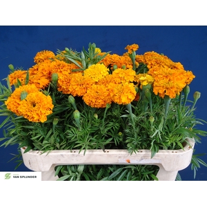 TAG E PROMISE ORANGE
