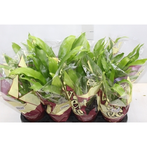 ASPLENIUM OSAKA LISO P14