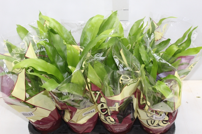 <h4>ASPLENIUM OSAKA LISO P14</h4>