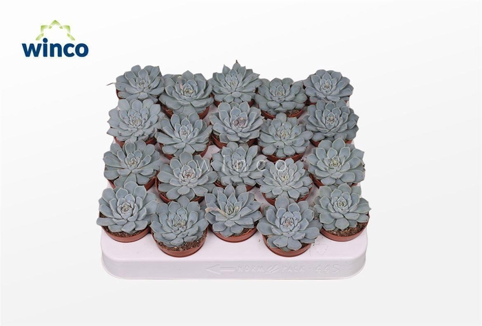 <h4>Echeveria Texensis</h4>