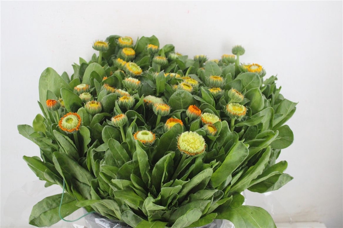 <h4>Calendula Yellow Extra P Stem</h4>