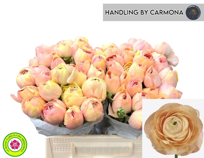 <h4>RAN SU GRAND PASTEL</h4>