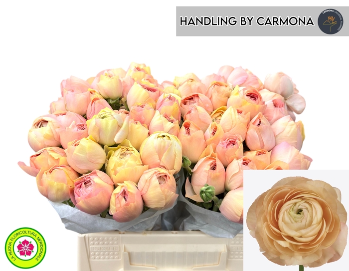 <h4>RAN SU GRAND PASTEL</h4>