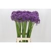 Allium Violet Beauty