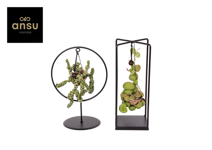 <h4>Dischidia Shelly Cube/Ring mix (Medium)</h4>