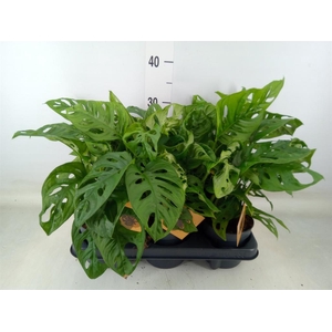 Monstera obliqua 'Monkey Mask'