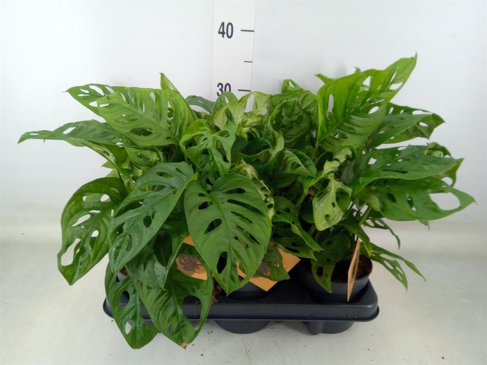 <h4>Monstera obliqua 'Monkey Mask'</h4>
