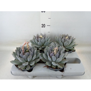 Pachyphytum  'Draco'