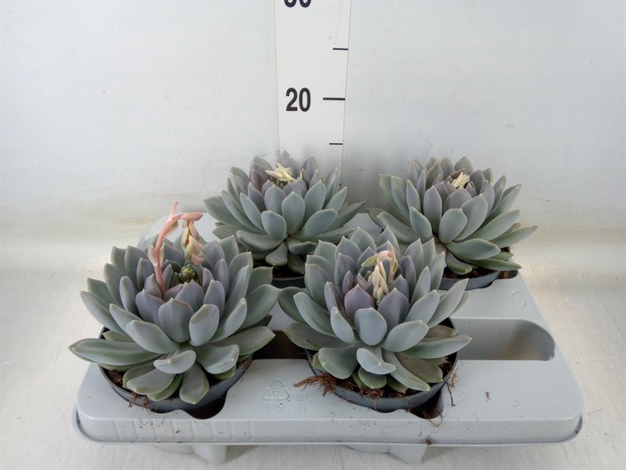 <h4>Pachyphytum  'Draco'</h4>