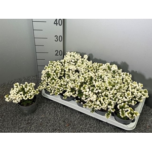 GAULTH PERNETTYA WHITE