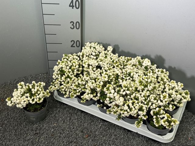<h4>GAULTH  PERNETTYA WHITE</h4>