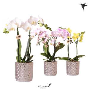 Kolibri Orchids Phalaenopsis mix 2 spike in Diamond pot silver