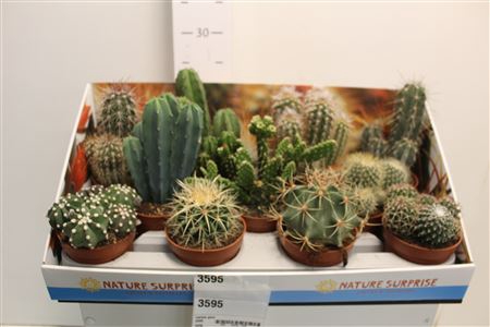 Cactus Gem