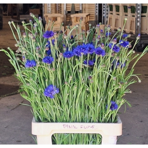 CENTAUREA CYANUS CENTAU CYANUS