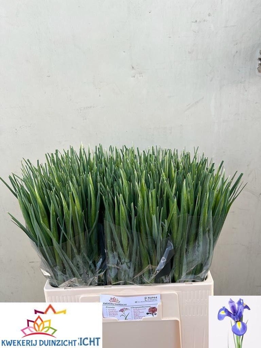 <h4>IRIS BLUE MAGIC</h4>