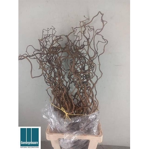 CORYL AV CONTORTA 80 Cm.=28= x50 op FC 996