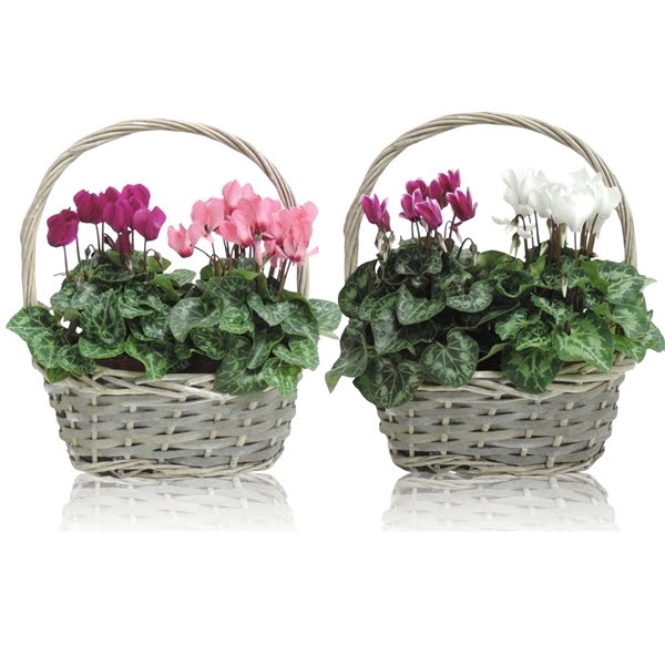 <h4>Cyclamen in mand Ovaal 23 cm</h4>