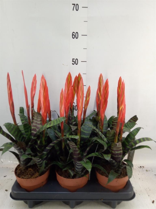 <h4>Vriesea  'Era'</h4>