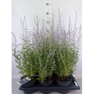Perovskia atriplic. 'Blue Spire'
