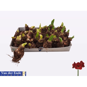 BLOEMBOL HIPPEASTRUM