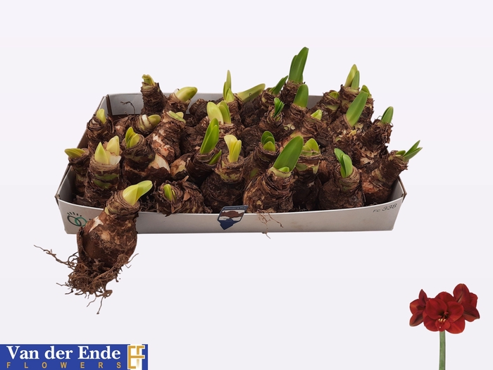 <h4>BLOEMBOL HIPPEASTRUM</h4>