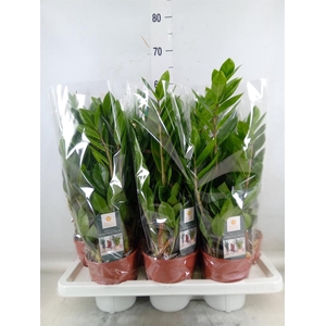 Zamioculcas zamiifolia