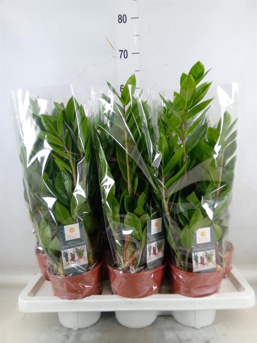 <h4>Zamioculcas zamiifolia</h4>