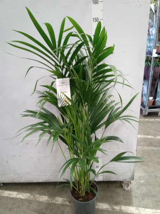 <h4>Howea forsteriana</h4>